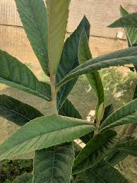 Image result for Dissotis caloneura