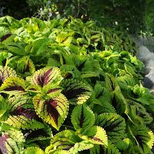 Image result for Congolanthus