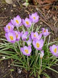 Anemones are a bit taller than some of their other blooming. A List Of Spring Flowers Lovetoknow