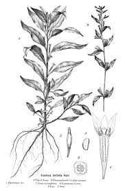 Image result for Sesamum parviflorum