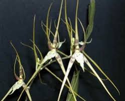 Image result for Angraecum infundibulare