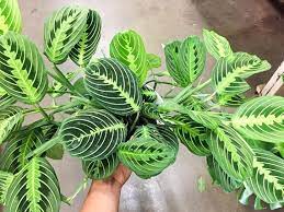 Maranta Leuconeura Lemon Lime Hanging Plant 6 Maranta Plants Hanging Plants Shade Garden Plants