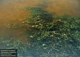 Image result for Potamogeton richardii