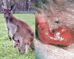 As marsupials, kangaroos have pouches called marsupiums that provide nourishment and protection for their undeveloped young. The Early Life Of Kangaroos Ncpr News