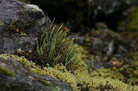 Image result for Trichomanes