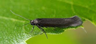 Image result for Scythris crypta