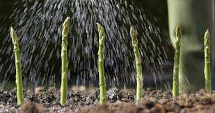 Guide to applying lime to your lawn correctly. What Garden Plants Need Lime Behind The Useful Gardening Tool