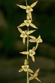 Image result for Dipcadi viride