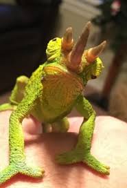 Lizards can often be found hiding behind furniture or clutter in your garage. Jackson S Chameleon Handling Taming Tips Reptifiles