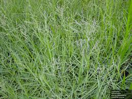 Image result for Panicum repens