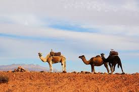 Imlil, ait mizan, ait souka, and asni valleys, discover more. How To Take A Camel Ride In The Atlas Mountains In Marrakesh
