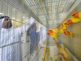 Check out the pet birds online, then visit your local petsmart store to pick out and take home your new feathered friend. Long Awaited Dubai Pet Market Now Open Uae Gulf News