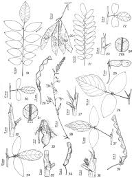 Image result for Dalbergia fischeri