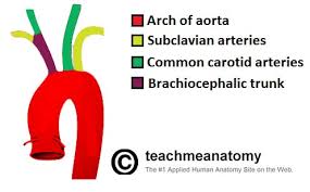 Ascending aorta, aortic arch, thoracic aorta, and abdominal aorta. Major Arteries Of The Head And Neck Carotid Teachmeanatomy