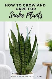 How To Grow And Care For Snake Plants Plant Care Houseplant Plants Snake Plant Indoor