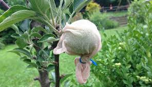 The pure white flesh is crisp and sweet. One Perfect Apple Hobby Farms