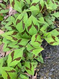 Image result for Erianthemum ngamicum
