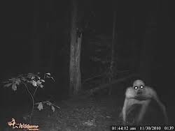 The Rake Creepypasta Wiki Fandom In 2020 Scary Urban Legends Creepypasta Creepy Pictures