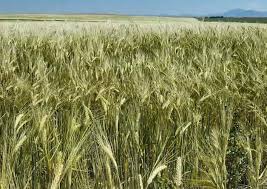 Started by coconutman, 9 mar 2016. Msu Introduces Two New Winter Wheat Varieties Northern Ag Network