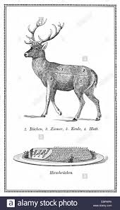 Old Deer Chart With Numbered Cuts Stock Photo 76105848 Alamy