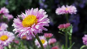 Image result for flowers of all colors flowers "flowers"