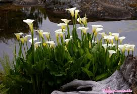 That seems to keep them warm. Instruction To Prepare Calla Lilies For Winter Flowers Care Guide