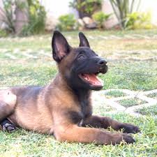 Belgian Malinois Salazar Posts Facebook
