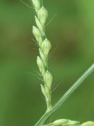 Image result for Urochloa serrata