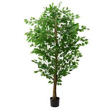 Image result for F kus Ficus