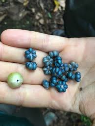 Image result for Margaritaria