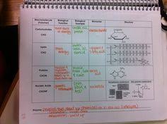 20 Best Biology Macromolecules Images Biology Classroom