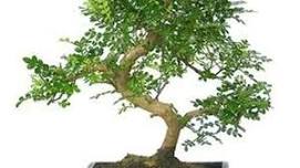 Tropical Bonsai Make & Take