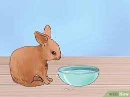How To Feed Baby Rabbits: 11 Steps (With Pictures) - Wikihow