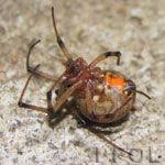 Black And Yellow Centipede North Carolina Pictures Of Spiders Spider Pictures Poisonous Animals Rare Animals