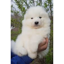 This is because it will come with all the needed information you should have. Samoyed Puppies For Sale Sacramento Ca 286496
