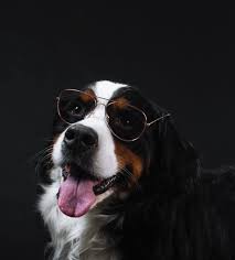 Bernese Mountain Dog Black Brown And White Dog Breeds Pin On Cute Dogs