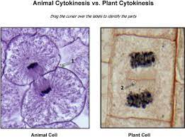 Find content updated daily for cell microscope Download Hd Plant Cytokinesis Images Cytokinesis In Plant Cells Microscope Transparent Png Image Nicepng Com