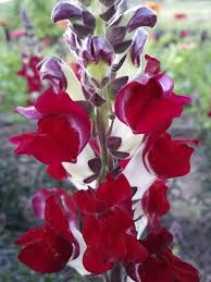 Night And Day Snapdragon Flower Seeds Annual Flowers Flowers
