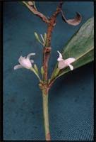 Image result for Liparis rungweensis