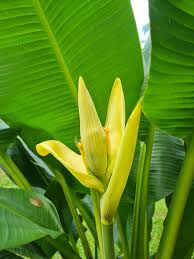 Image result for Musa sp. (Ornamental bananas)