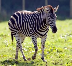 Image result for zebra