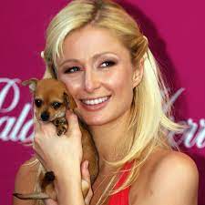 We would like to show you a description here but the site won't allow us. Paris Hilton Trauert Um Hund Tinkerbell Mein Herz Ist Gebrochen