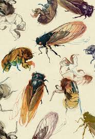 Schaefer (author) › visit amazon's lola m. Summer Cicadas By Lostsoulx44 Cicada Art Insect Art Animal Art