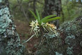 Image result for Cyrtorchis praetermissa