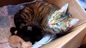 Crying puppies tied up in plastic bag rescued by incredible people | these people were on a walk when they heard tiny cries. Mama Cat S Reaction To Newborn Puppy Youtube