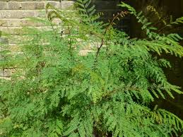 Image result for Erythrostemon