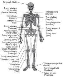 Penjelasan tentang 4 fungsi rangka tubuh manusia yang dijelaskan oleh seputar pengetahuan dengan sangat lengkap dan spesifik. Gambar Dan Fungsi Rangka Manusia
