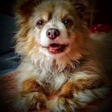 Grief and support for loss of a beloved pet