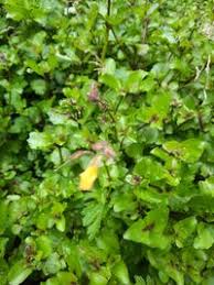 Image result for Phrymaceae