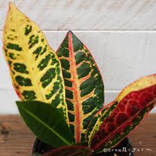 Image result for Croton aceroides
